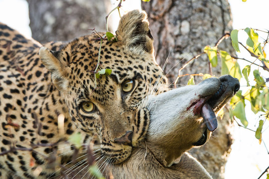 Leopard with a Duiker kill