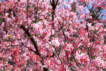 サクラ（寒桜）