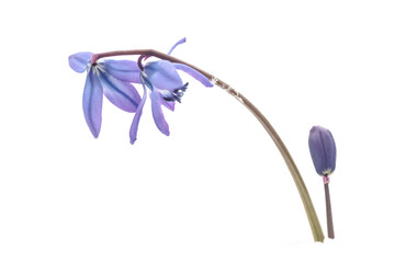 spring blue flowers in white snow
