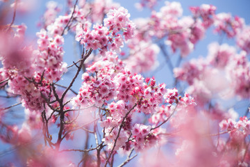 サクラ（寒桜）