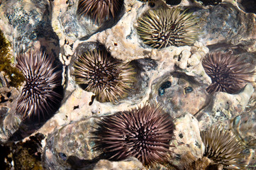 Group of pacific sea urchins