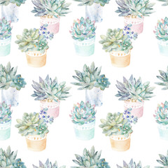 Floral seamless pattern.Succulents in pots.