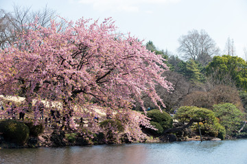 Naklejka premium サクラ（寒桜）