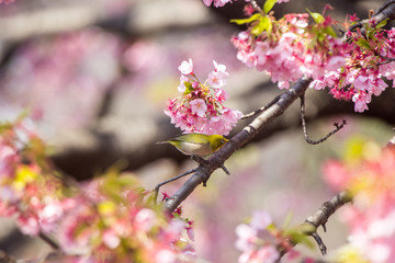 サクラ（寒桜）とメジロ
