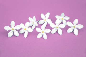 small white flowers on purple background (summer concept)