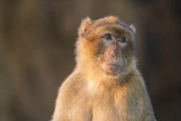 Barbary macaque (Macaca sylvanus) with  innocent face