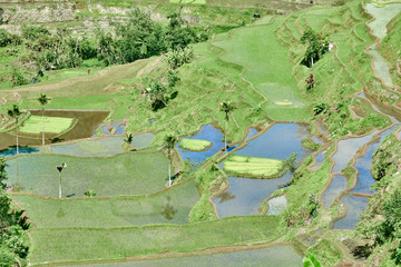 rice paddy terrace fields  Philippines