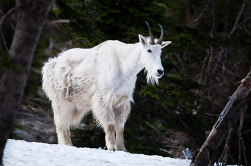 Mountain goat at Glacier National Park