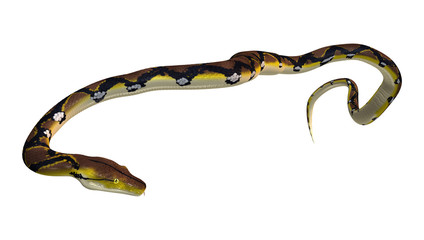 Obraz premium Reticulated Python on White