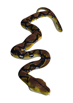 Reticulated Python on White