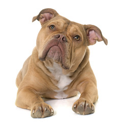 old english bulldog