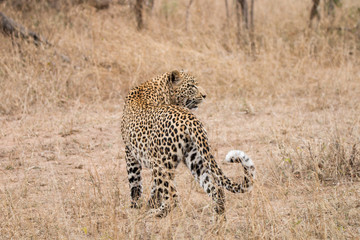 Leopard in the grass