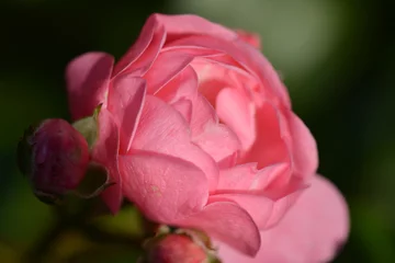 Fotobehang Roze roos closeup © svaphoto