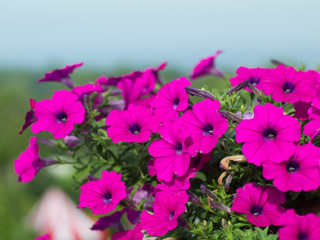 beautiful colourful pink flowers in the garden