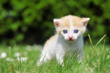 Naklejka na ściany i meble Kitten in grass