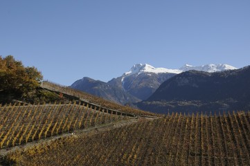 Fototapeta premium Vignoble valaisan (Flanthey) Suisse