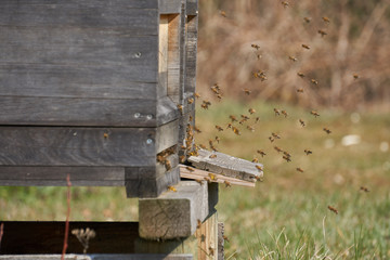 Honigbienen am Bienenstock