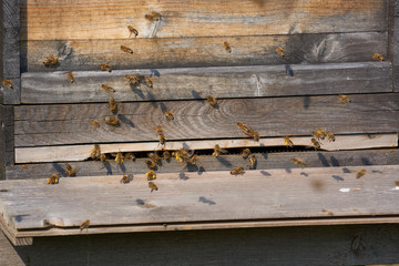 Honigbienen am Bienenstock