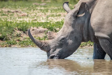 Crédence de cuisine en verre imprimé Rhinocéros White rhino with a baby rhino