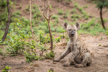 Obraz premium Starring Spotted hyena cub