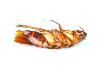 Dead cockroaches on white background