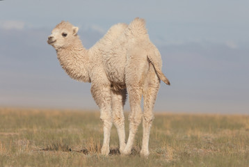 Small white camel - 105950202