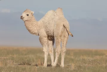 Zelfklevend Fotobehang Small white camel © Hunta