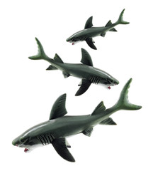 Fototapeta premium Sharks