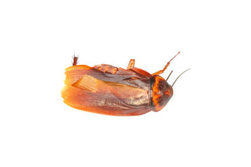 Dead cockroaches on white background