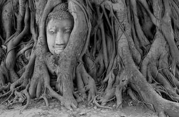 Head of Buddha statue in the tree roots at Wat Mahathat temple,
