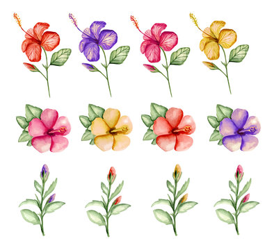 Hibiscus set. Watercolor hand drawn. Vector illustration