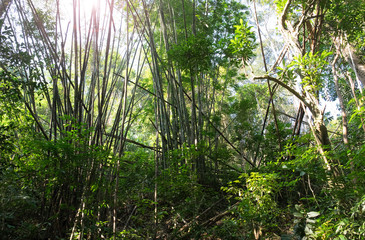 Bamboo jungle