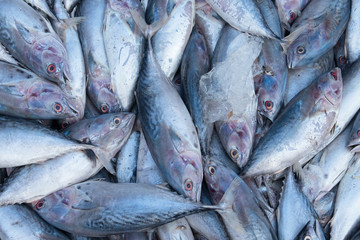 Backround from fresh fish