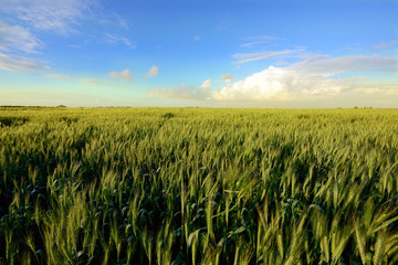 ear field under blue  sky