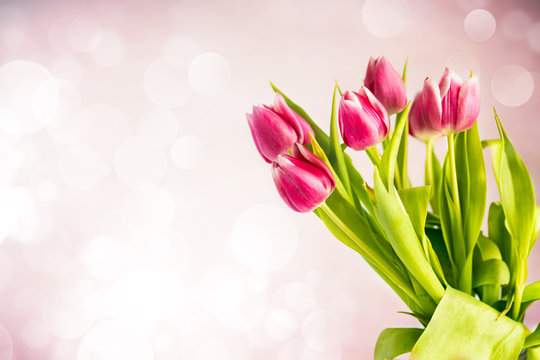 Tulipani su sfondo rosa con boke