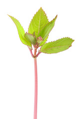 Himalayan balsam, Impatiens glandulifera not yet in bloom isolated on white background