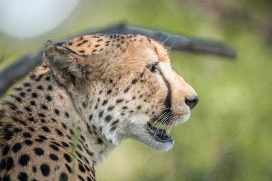 Side profile of a Cheetah