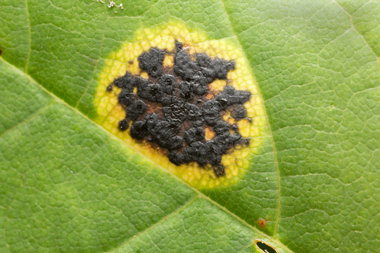 Tar spots, Rhytisma acerinum on acer leaf