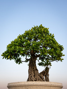 The bonsai tree