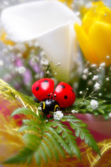 Toy ladybug on spring bouquet of calla lilies and yellow tulips