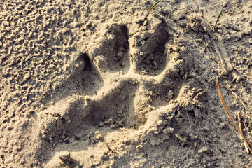 Dog footprints on the sand
