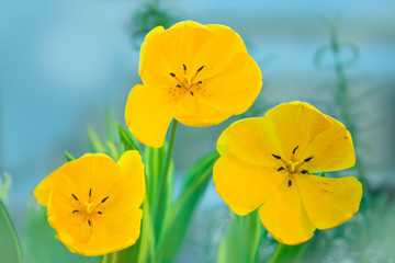 Obraz premium Yellow tulips