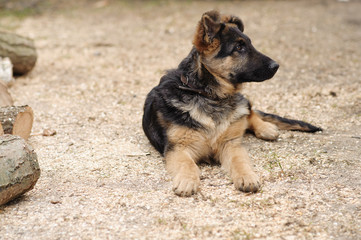 Young German Shepherd