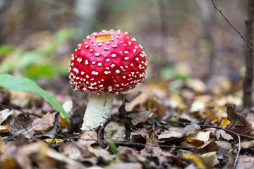 poisonous mushroom fly agaric in autumn forest