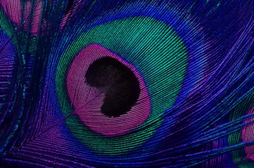 Deurstickers Bright beautiful feather tail birds peacock © nataba