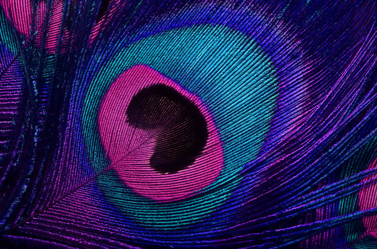 bright background the pattern of a peacock's tail