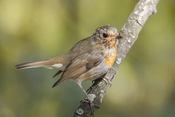 the young bird is a Robin sitting on a branch in a Park in spring