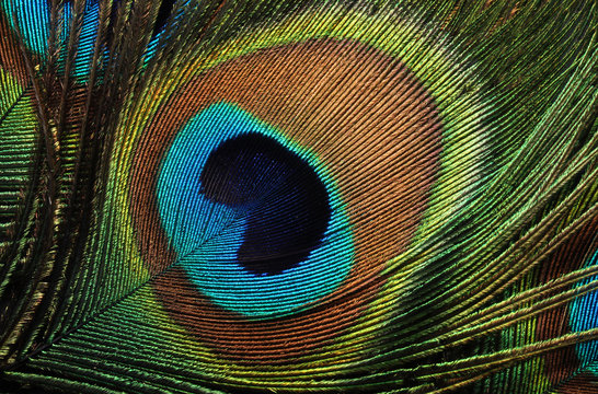 pattern with feather tail peacock bird