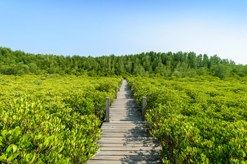 Fototapeta na wymiar Long wood bridge in mangrove forest, Thailand
