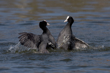 Eurasian Coot, Coot, Fulica atra - spring flight.